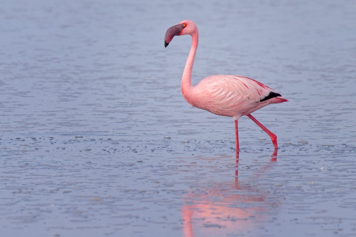 Lesser Flamingo - ML621863358