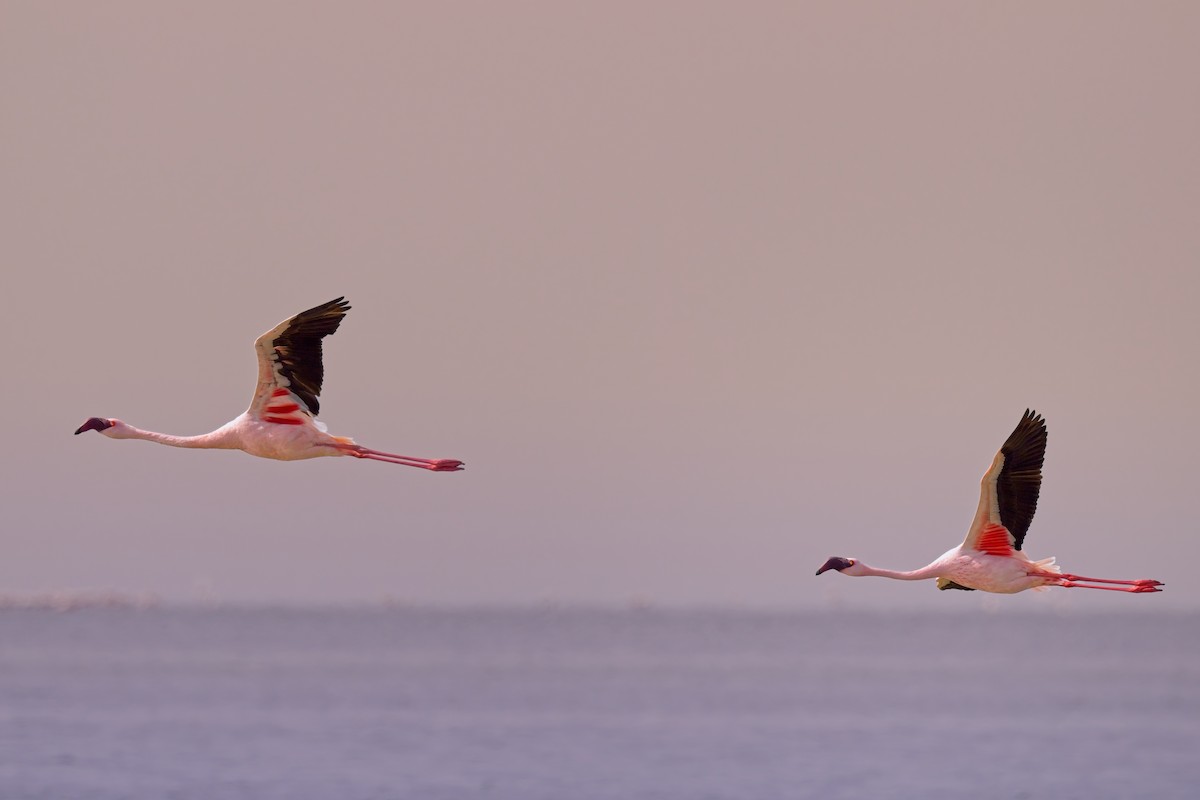 Lesser Flamingo - ML621863364