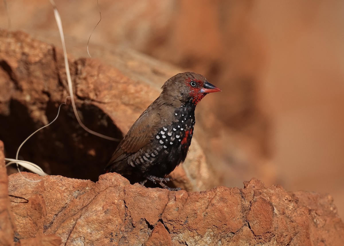 Painted Firetail - Martin Allen