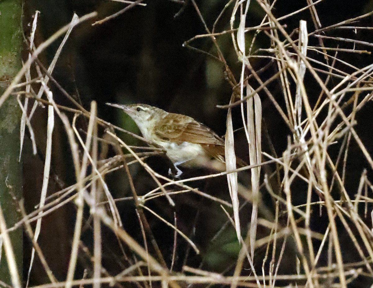 Tahiti Reed Warbler - ML621863404