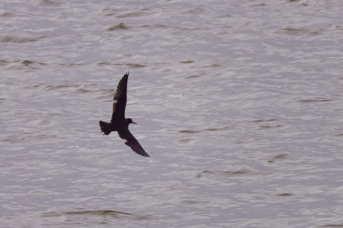 African Oystercatcher - ML621863430