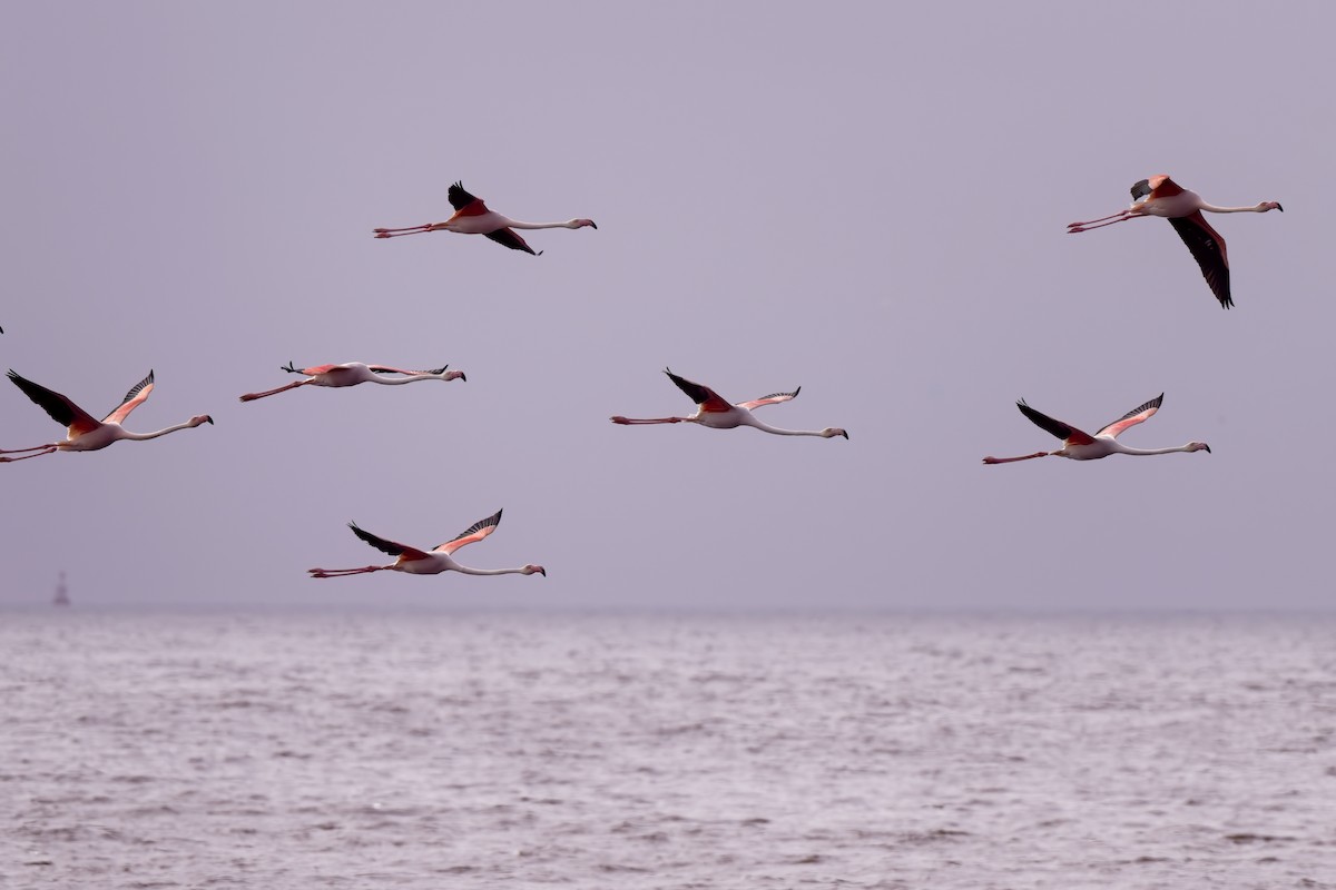 Greater Flamingo - ML621863431