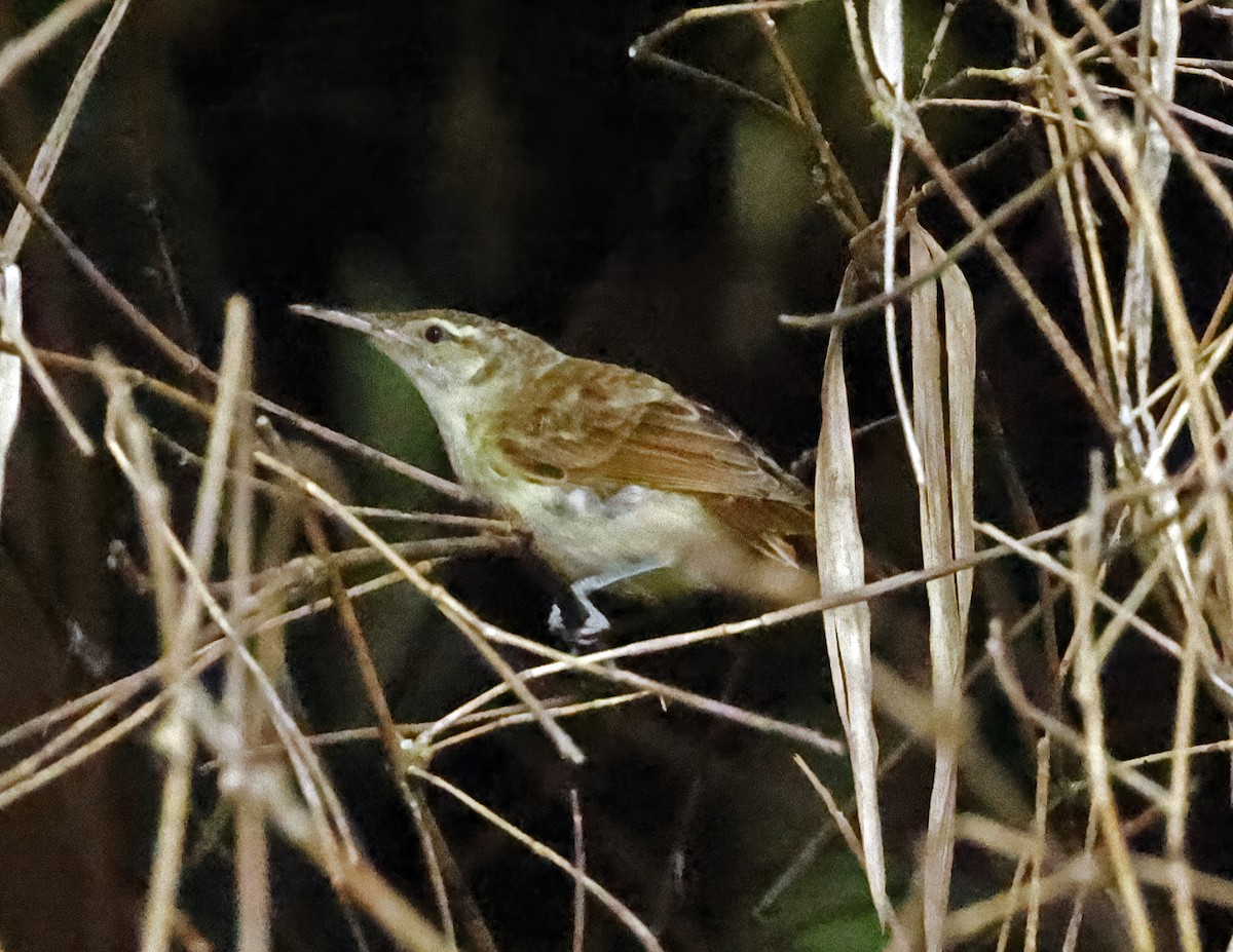 Tahiti Reed Warbler - ML621863436