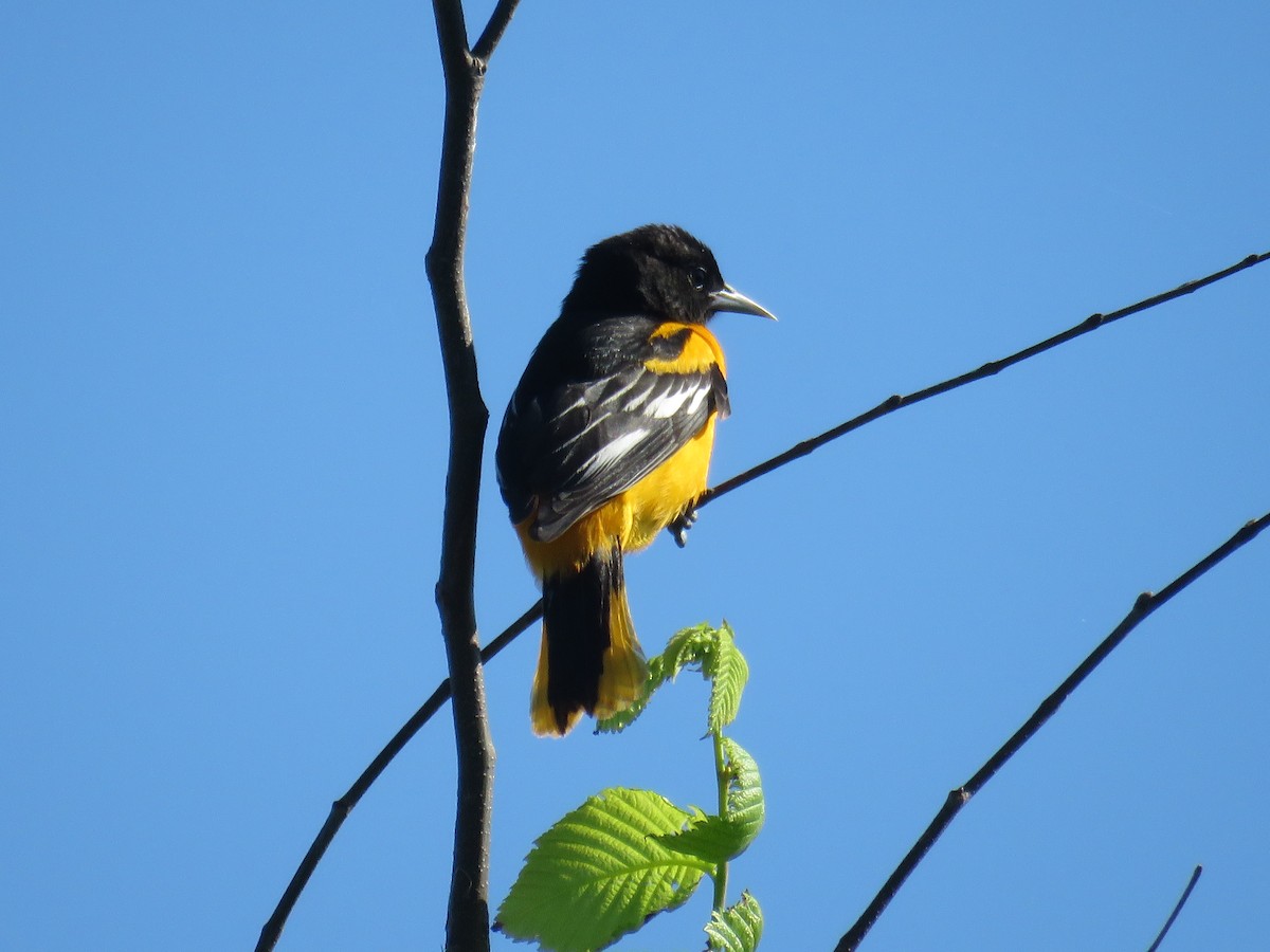 Oriole de Baltimore - ML621863470