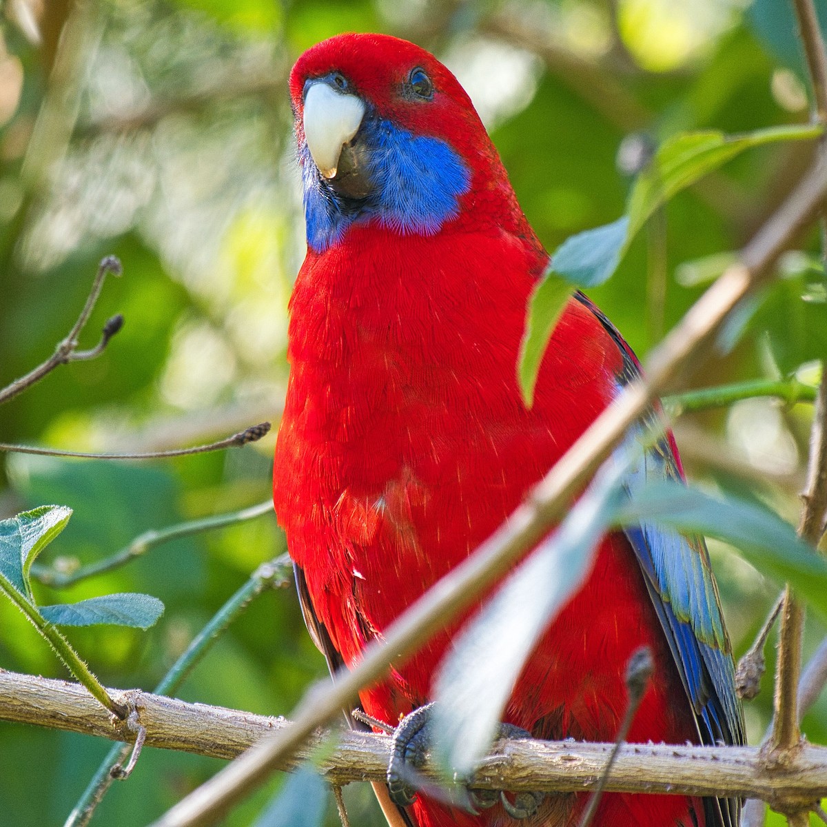 Crimson Rosella - ML621863471