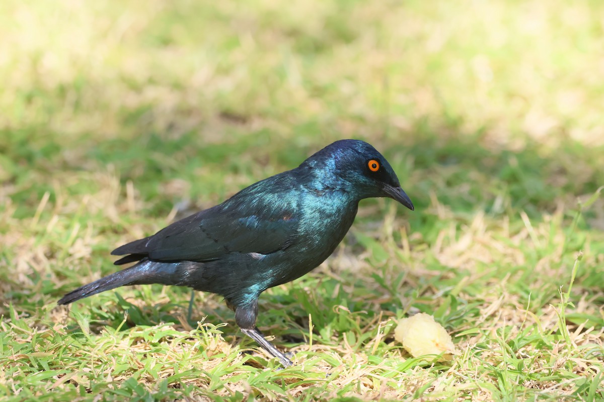 Cape Starling - ML621863474