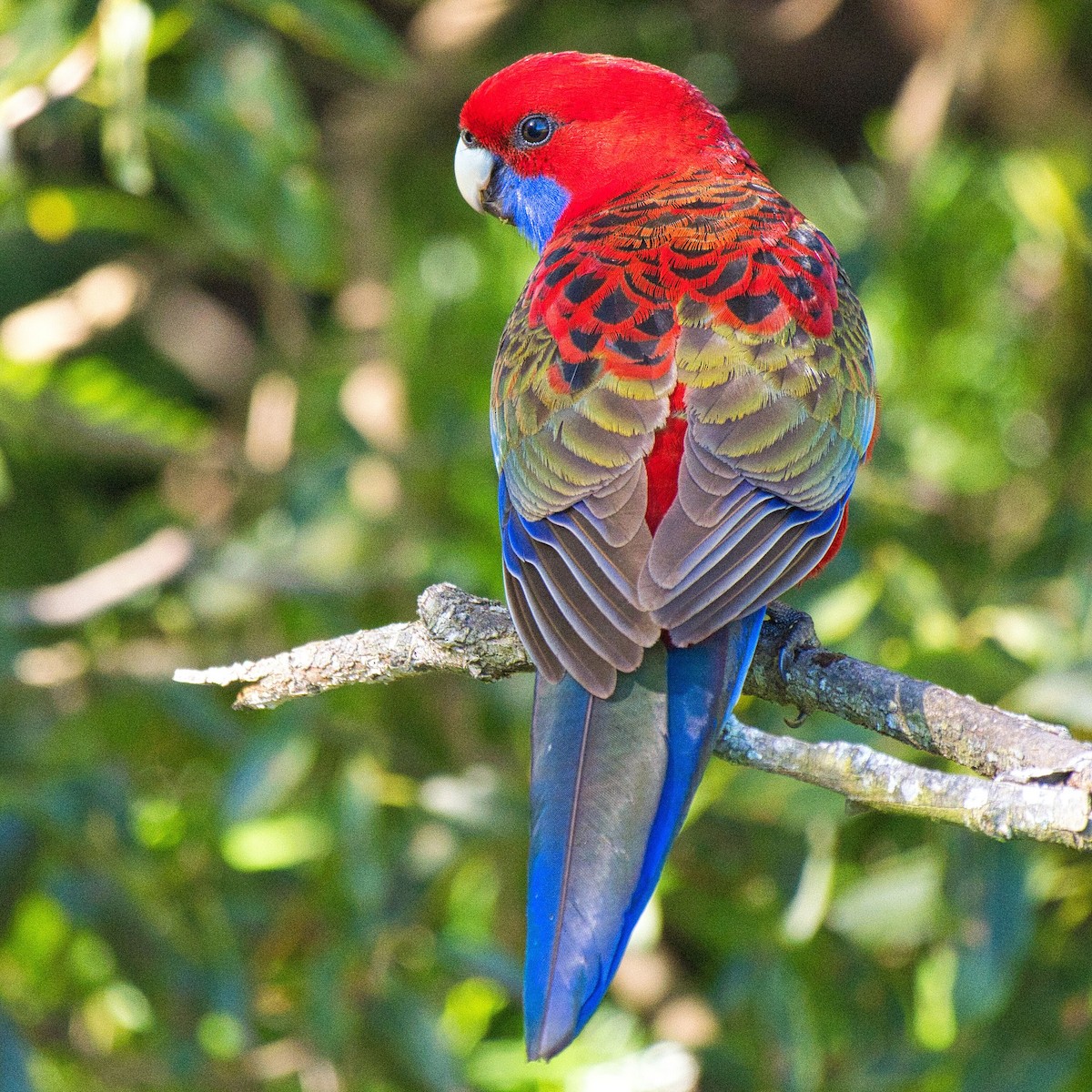 Crimson Rosella - ML621863475