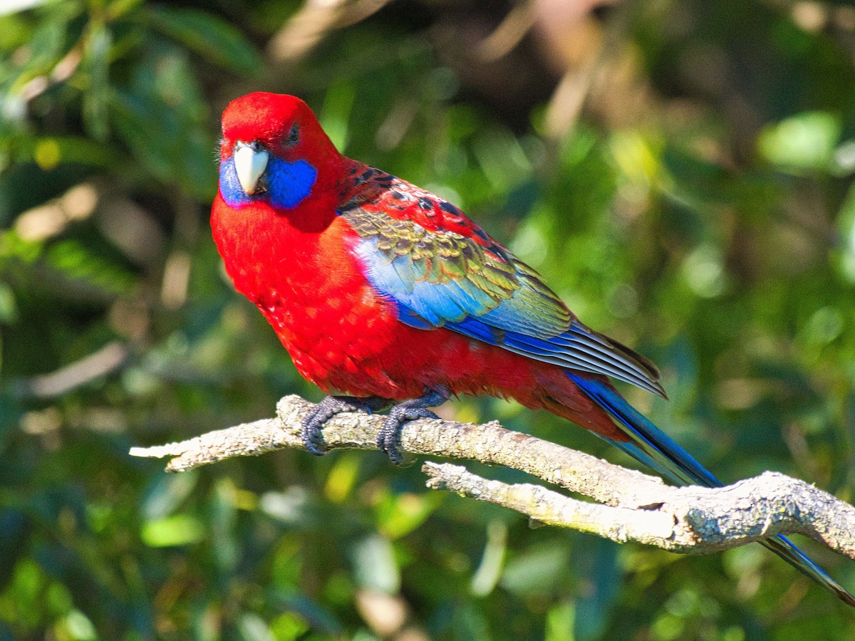 Crimson Rosella - ML621863479