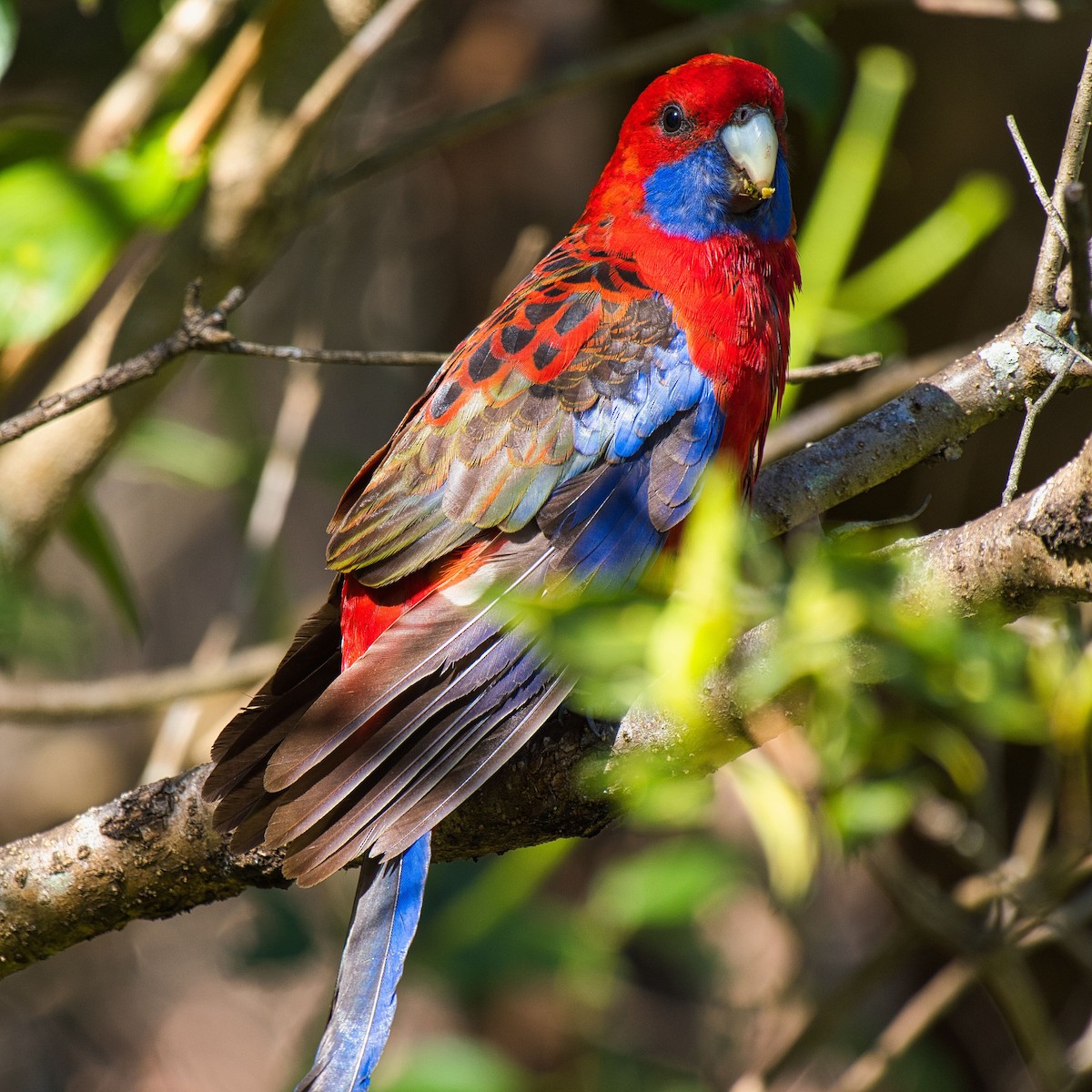 Crimson Rosella - ML621863481