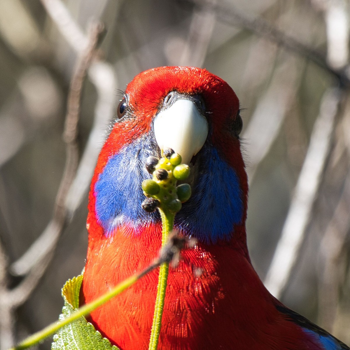 Crimson Rosella - ML621863486