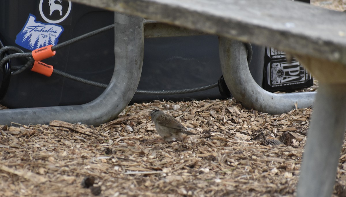 White-crowned Sparrow - ML621863492