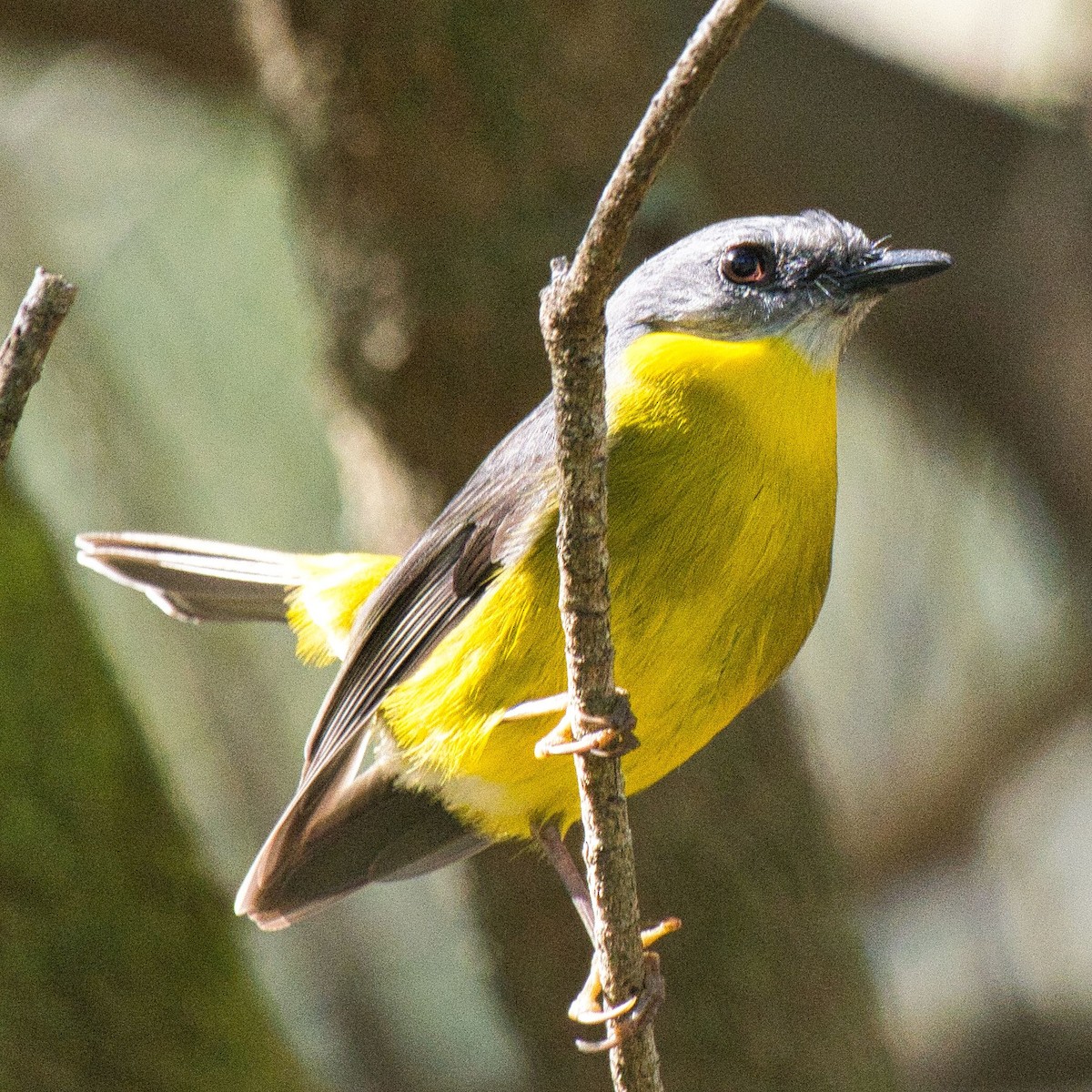 Eastern Yellow Robin - ML621863493