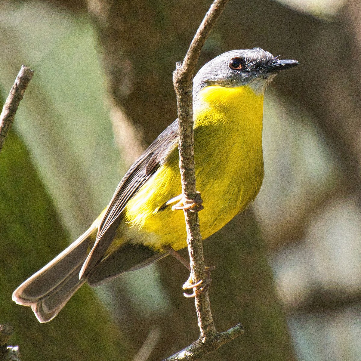 Eastern Yellow Robin - ML621863494