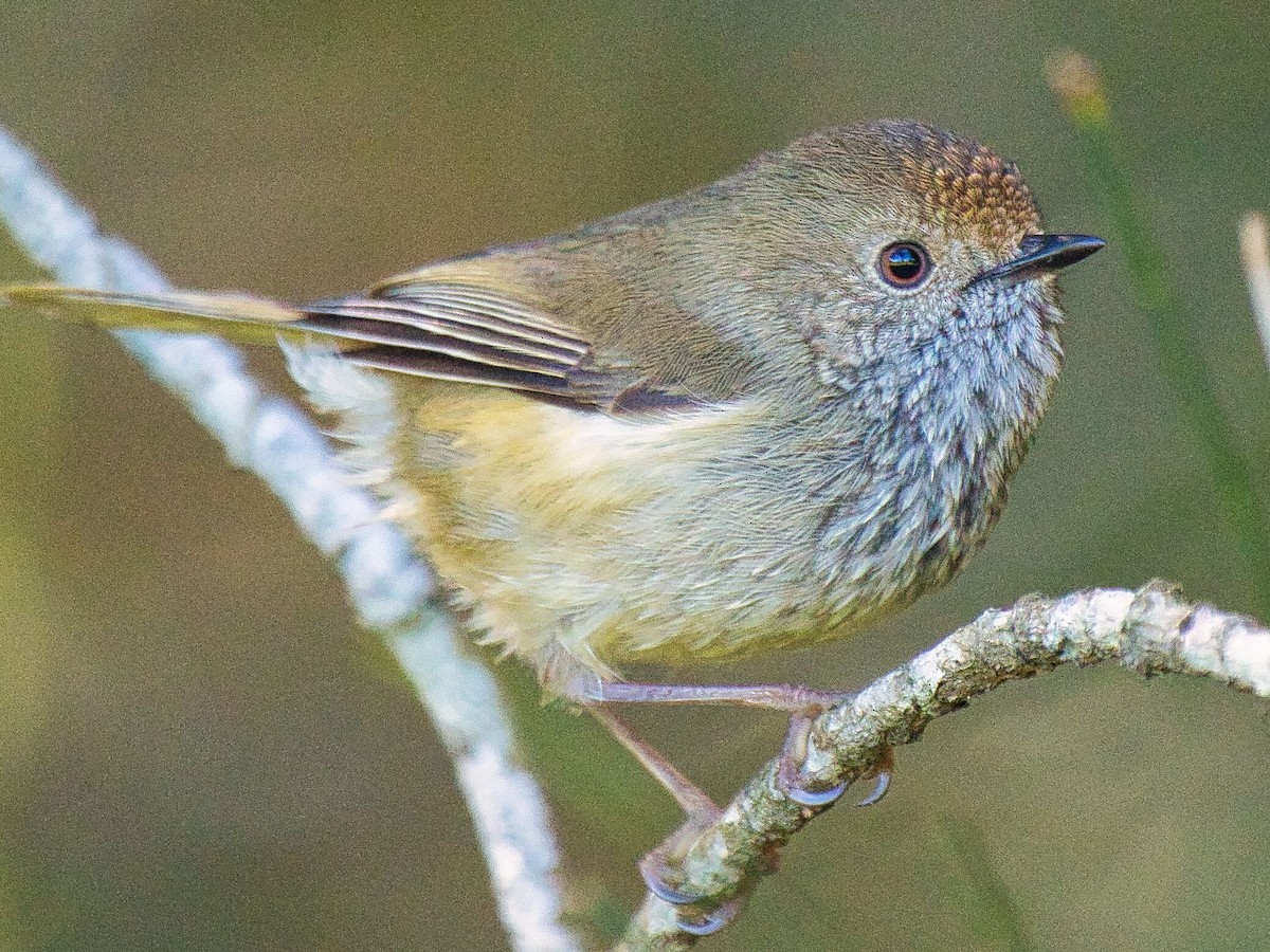 Brown Thornbill - ML621863500