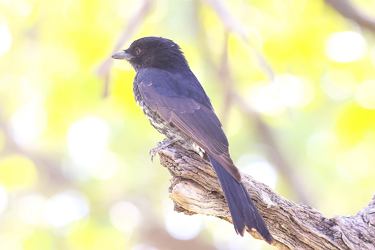 Fork-tailed Drongo - ML621863507