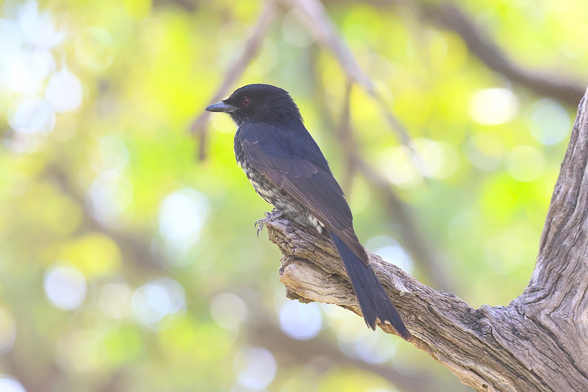 Fork-tailed Drongo - ML621863508