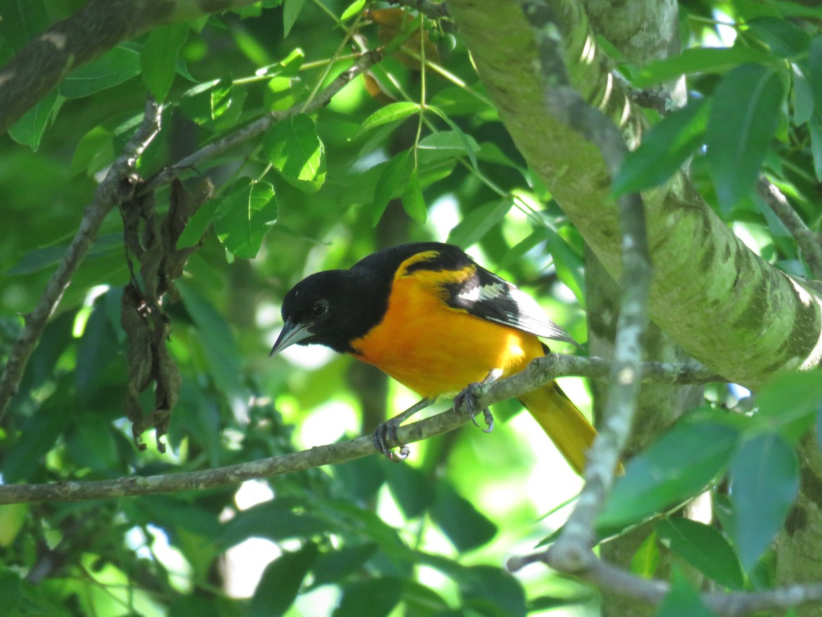 Oriole de Baltimore - ML621863514