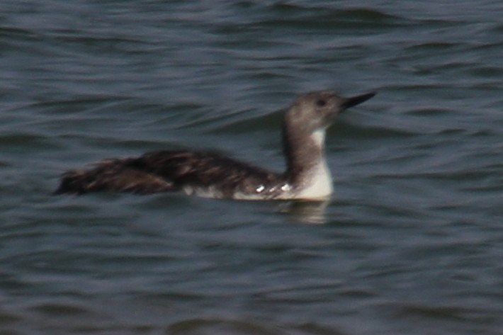 Red-throated Loon - ML621863532