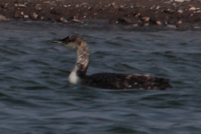 Common Loon - ML621863558