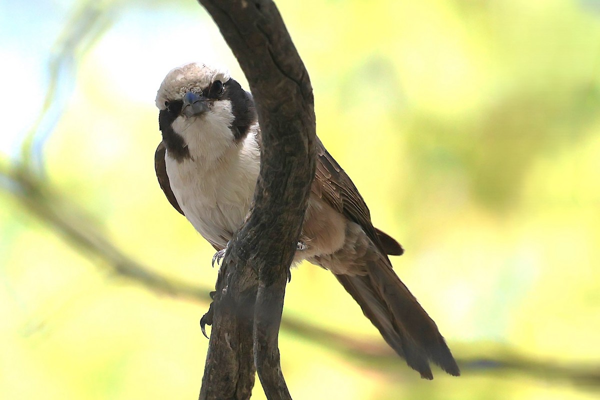 White-crowned Shrike - ML621863564