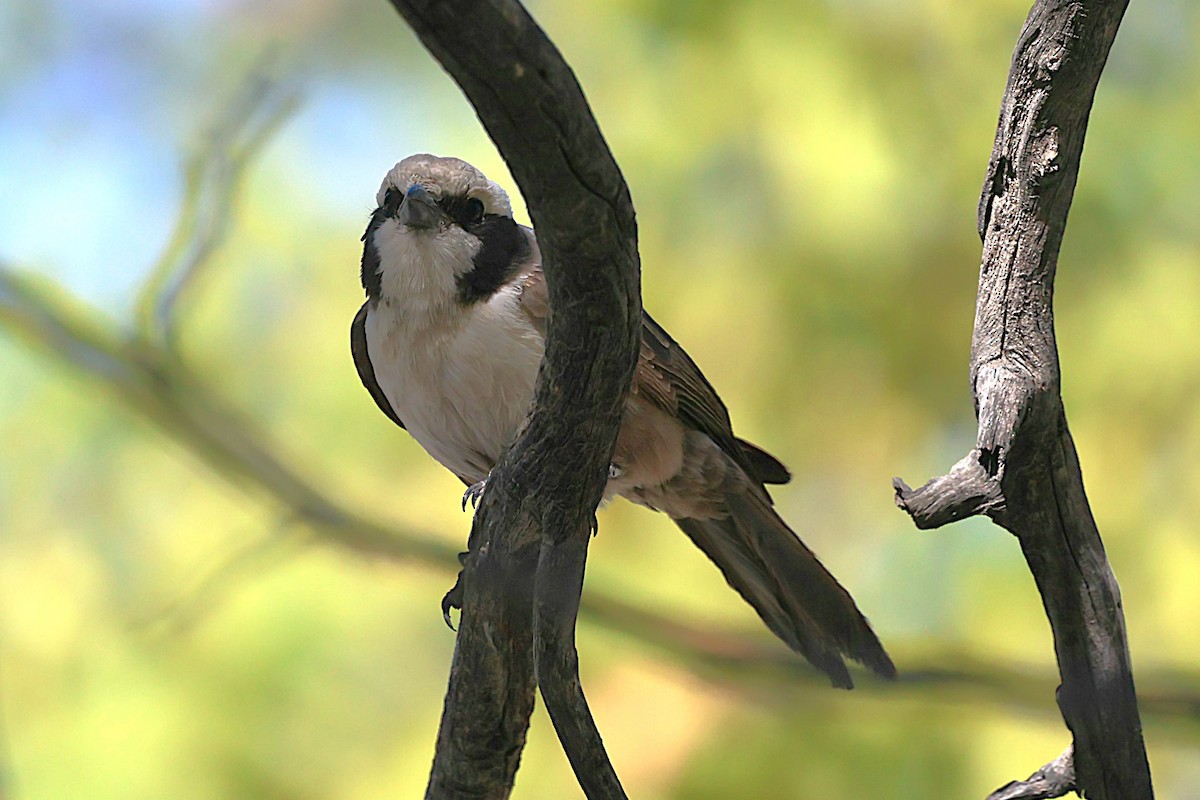 White-crowned Shrike - ML621863565