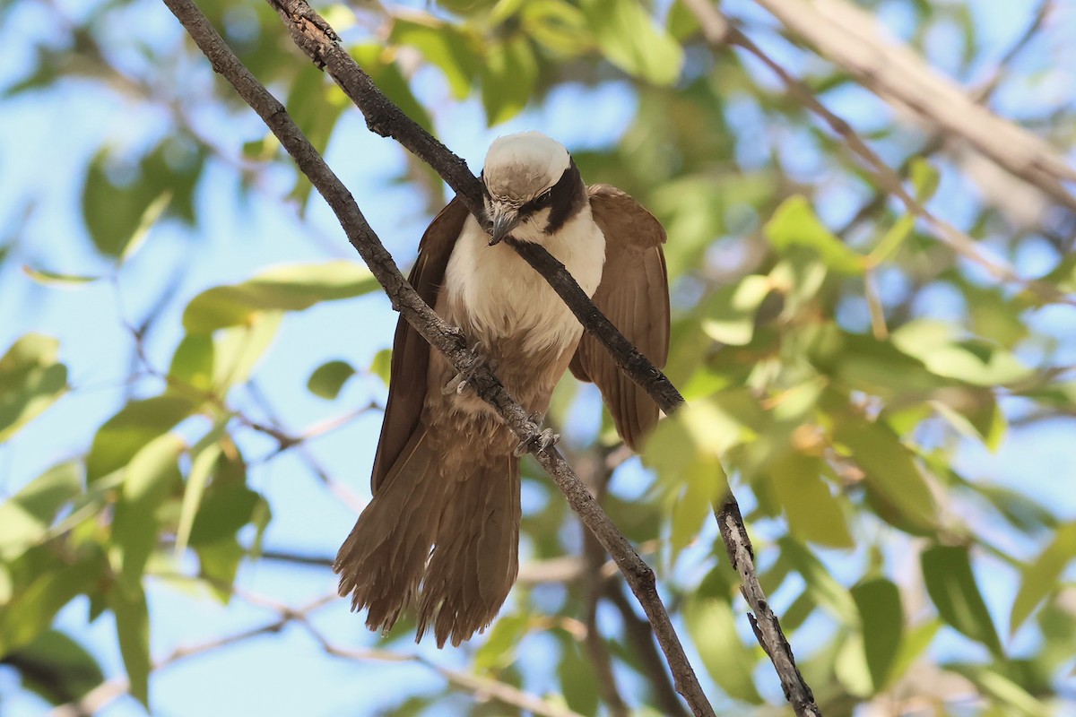 White-crowned Shrike - ML621863566