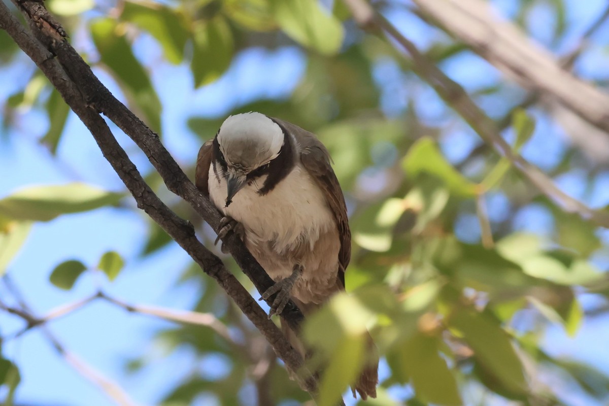 White-crowned Shrike - ML621863567