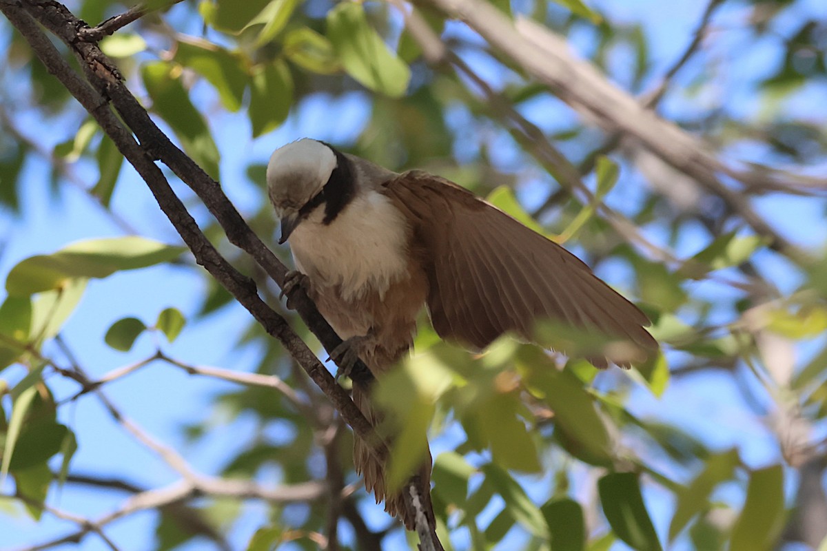 White-crowned Shrike - ML621863568