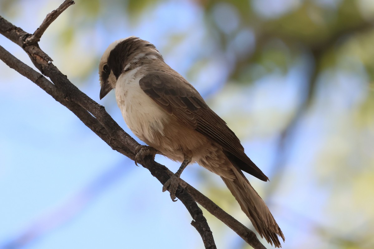 White-crowned Shrike - ML621863569