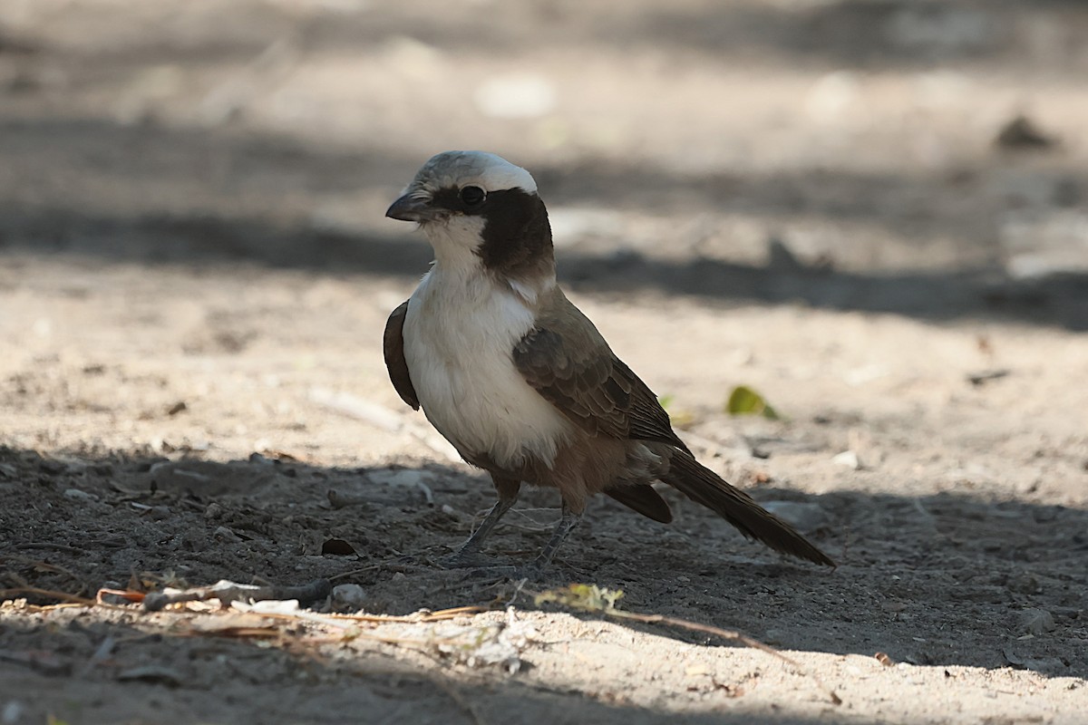 White-crowned Shrike - ML621863570