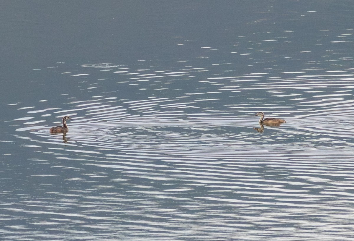 Great Crested Grebe - ML621863585