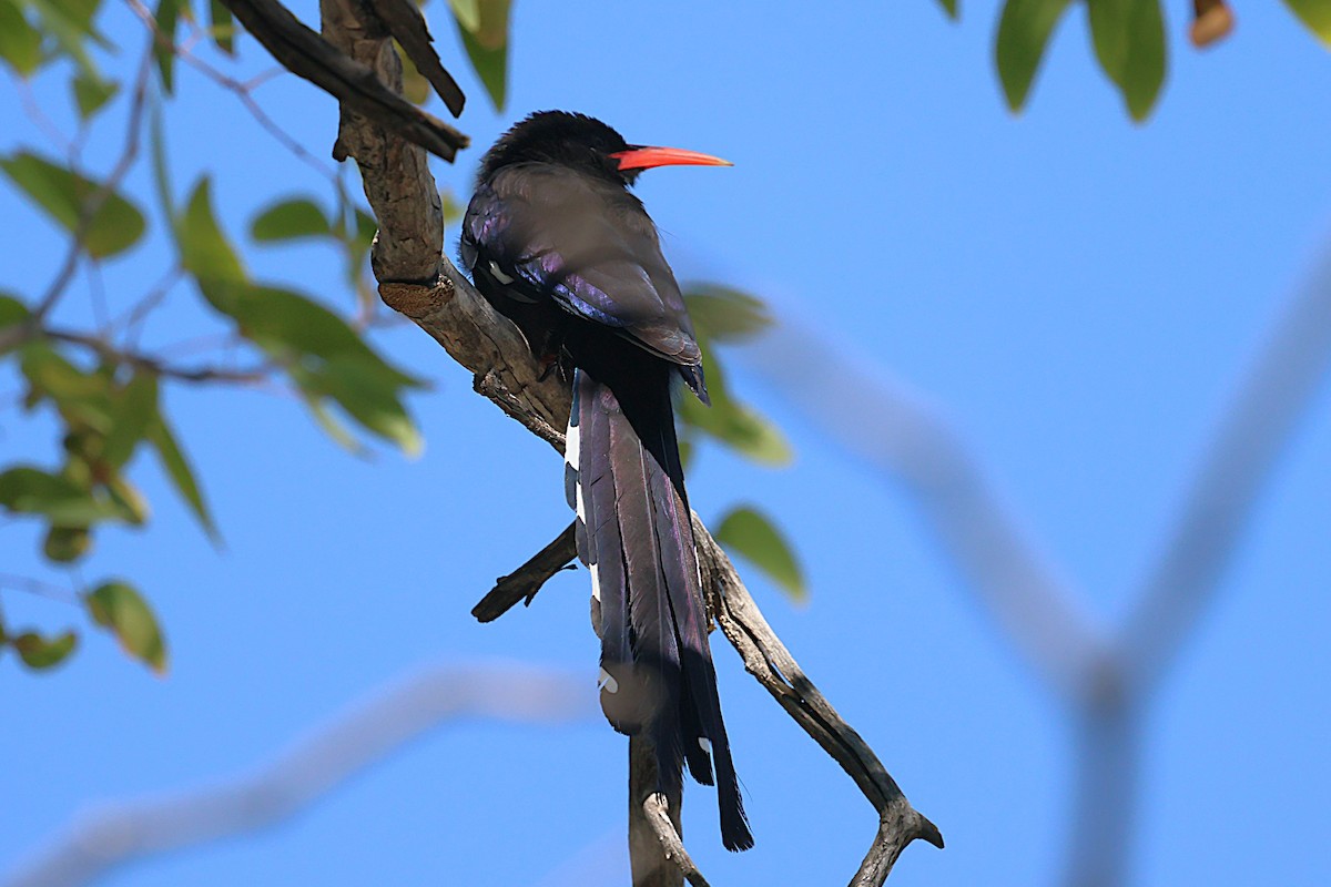 Violet Woodhoopoe - ML621863615