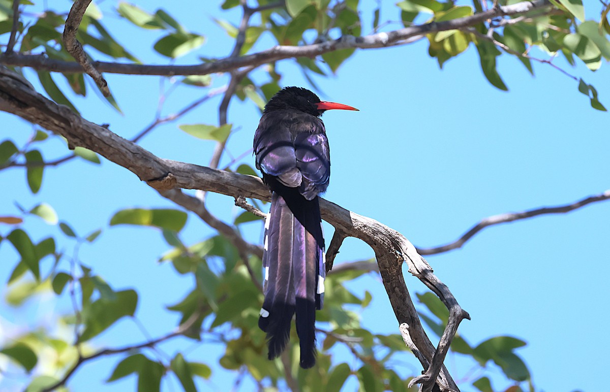 Violet Woodhoopoe - ML621863619