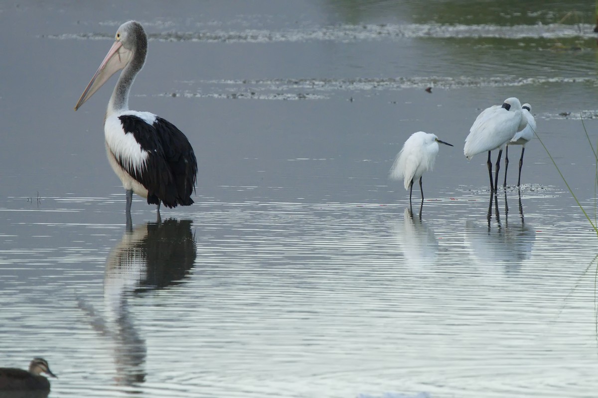 Little Egret - Ed Pierce