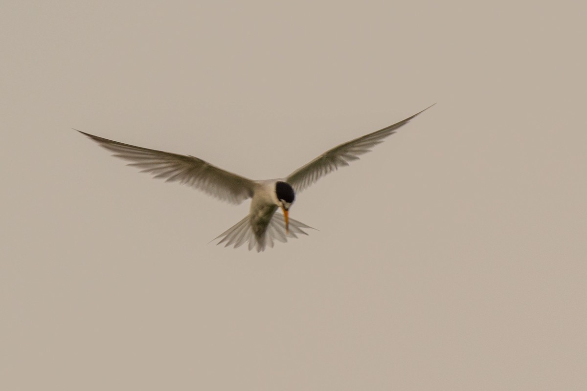 Least Tern - ML621863674