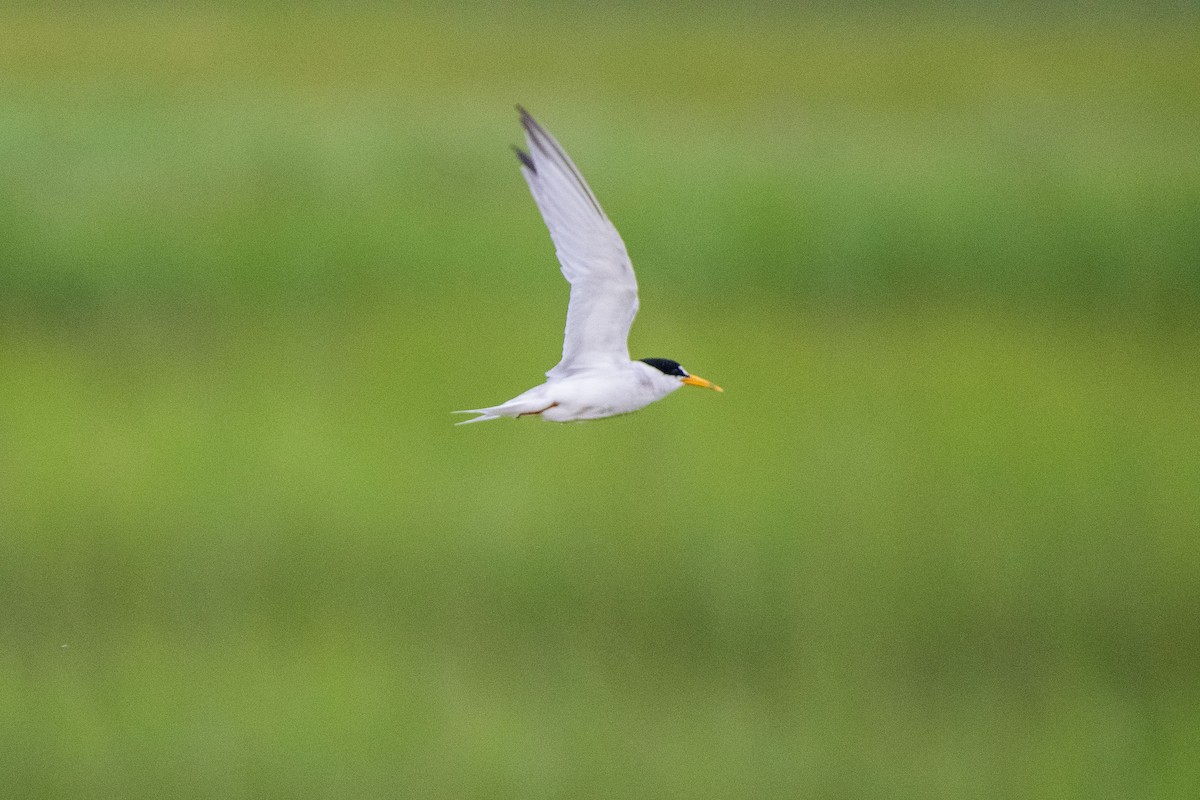 Least Tern - ML621863676