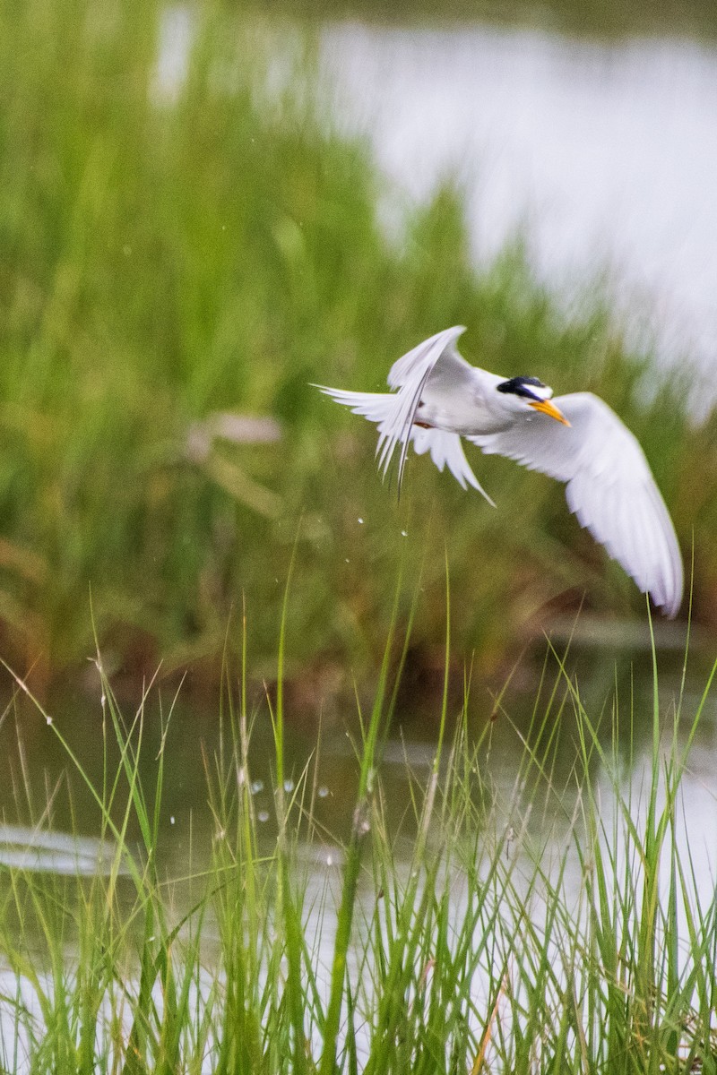 Least Tern - ML621863677