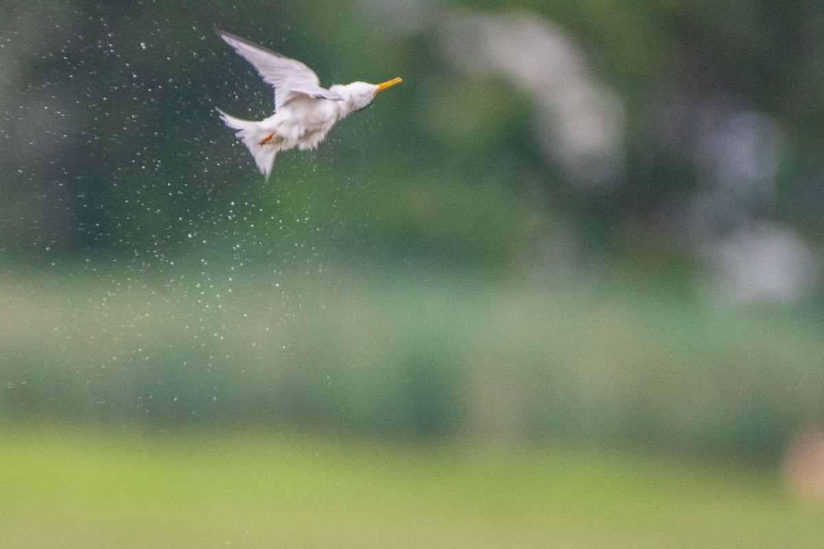 Least Tern - ML621863678