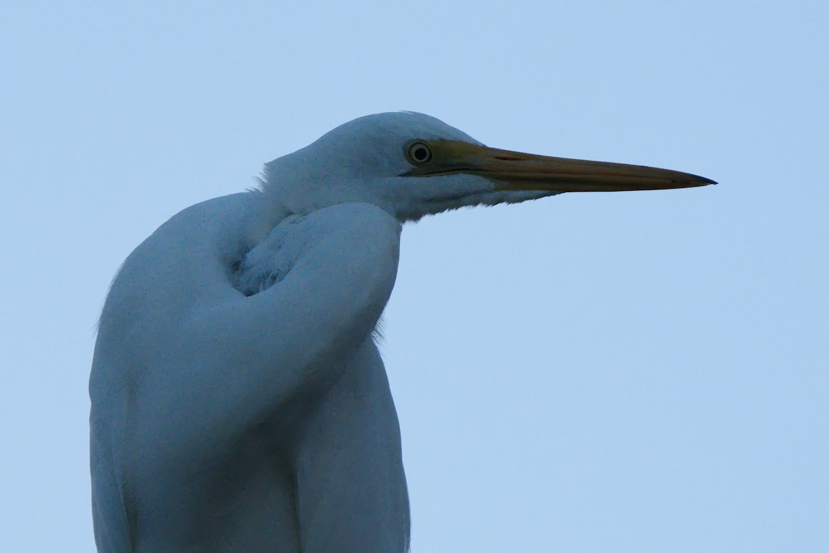 Great Egret - ML621863683