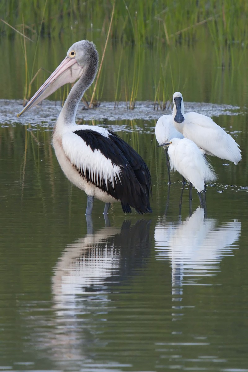 Royal Spoonbill - ML621863691