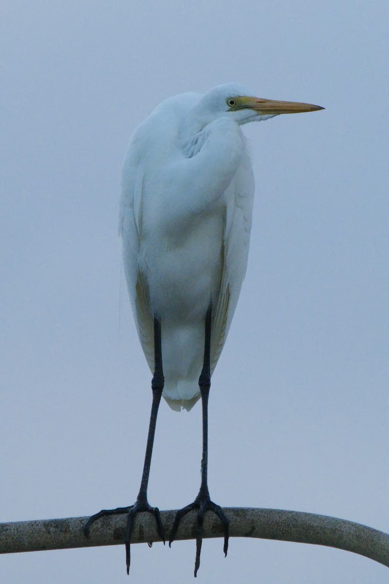 Great Egret - ML621863708