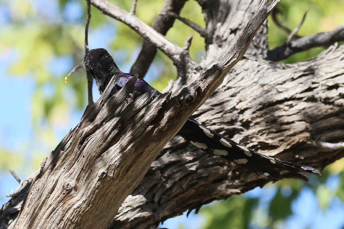 Violet Woodhoopoe - ML621863718