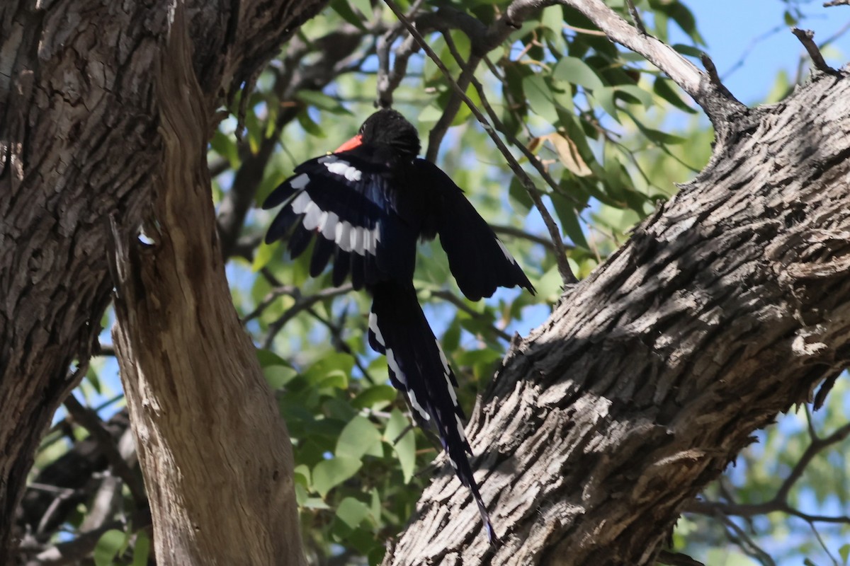 Violet Woodhoopoe - ML621863740