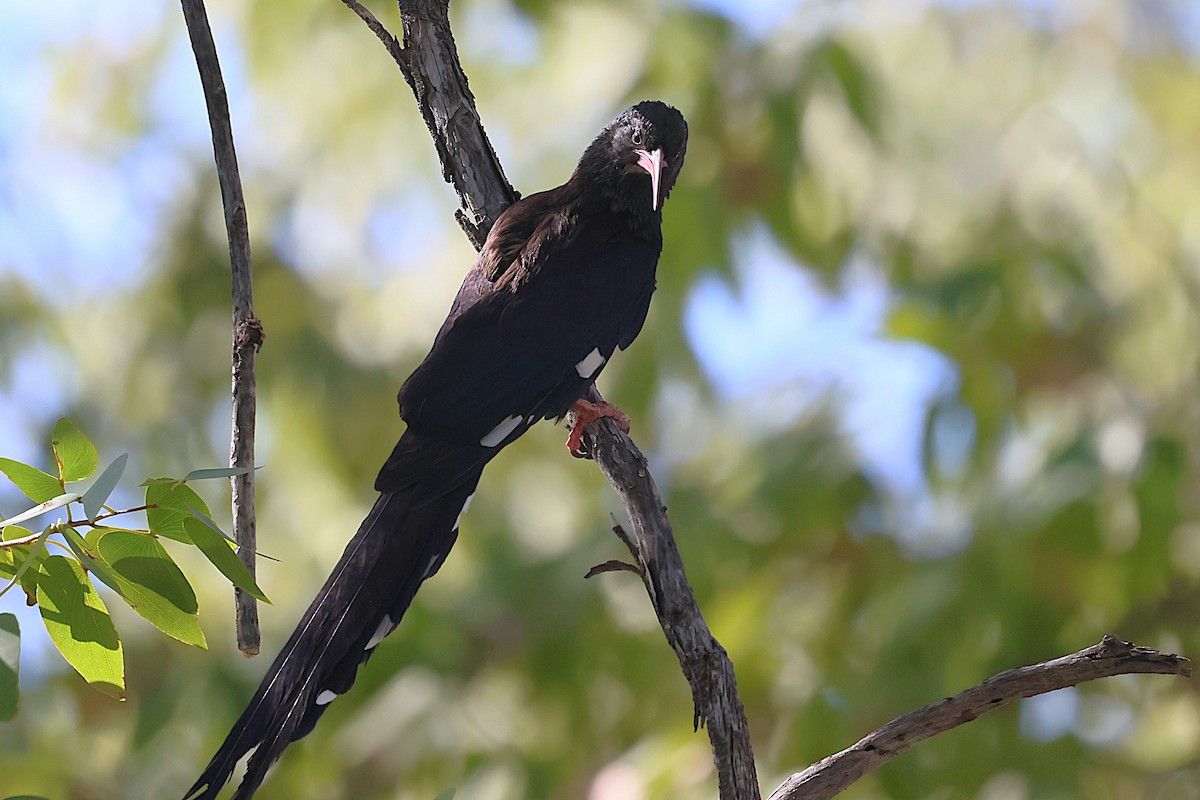 Violet Woodhoopoe - ML621863742