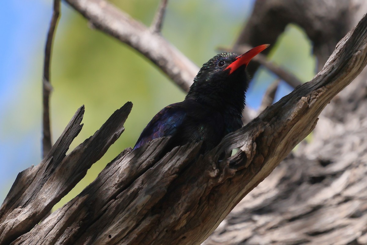 Violet Woodhoopoe - ML621863743