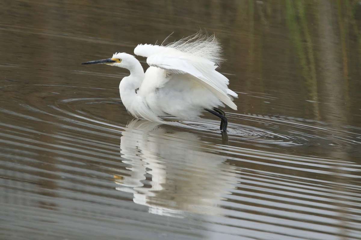 Little Egret - ML621863751