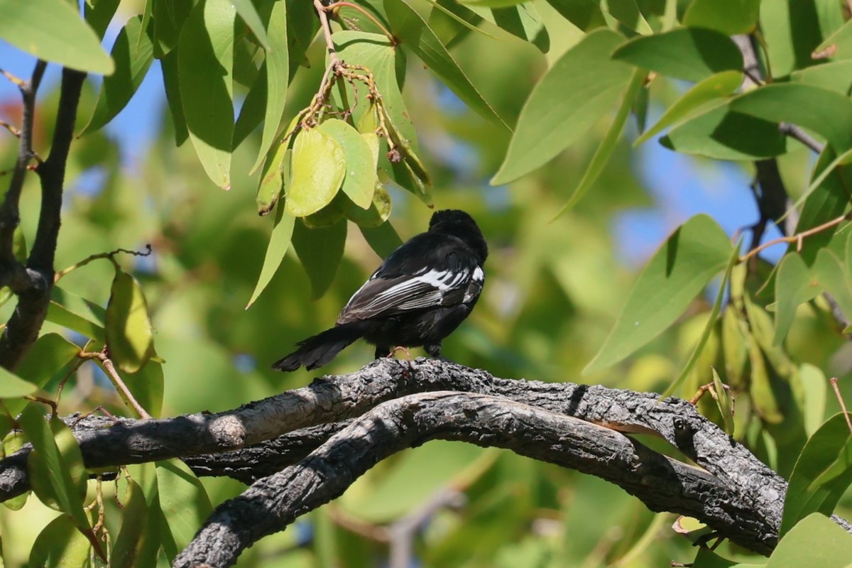 Carp's Tit - ML621863764