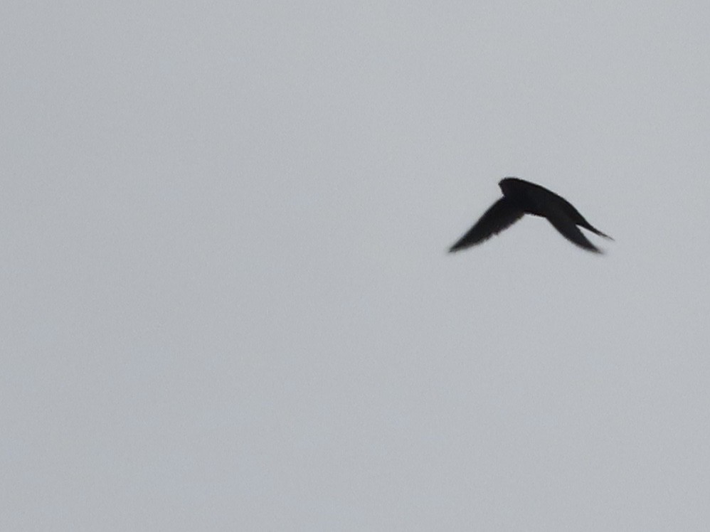 Common Swift - ML621863772