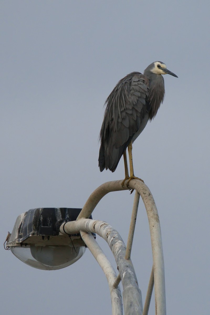 White-faced Heron - ML621863782