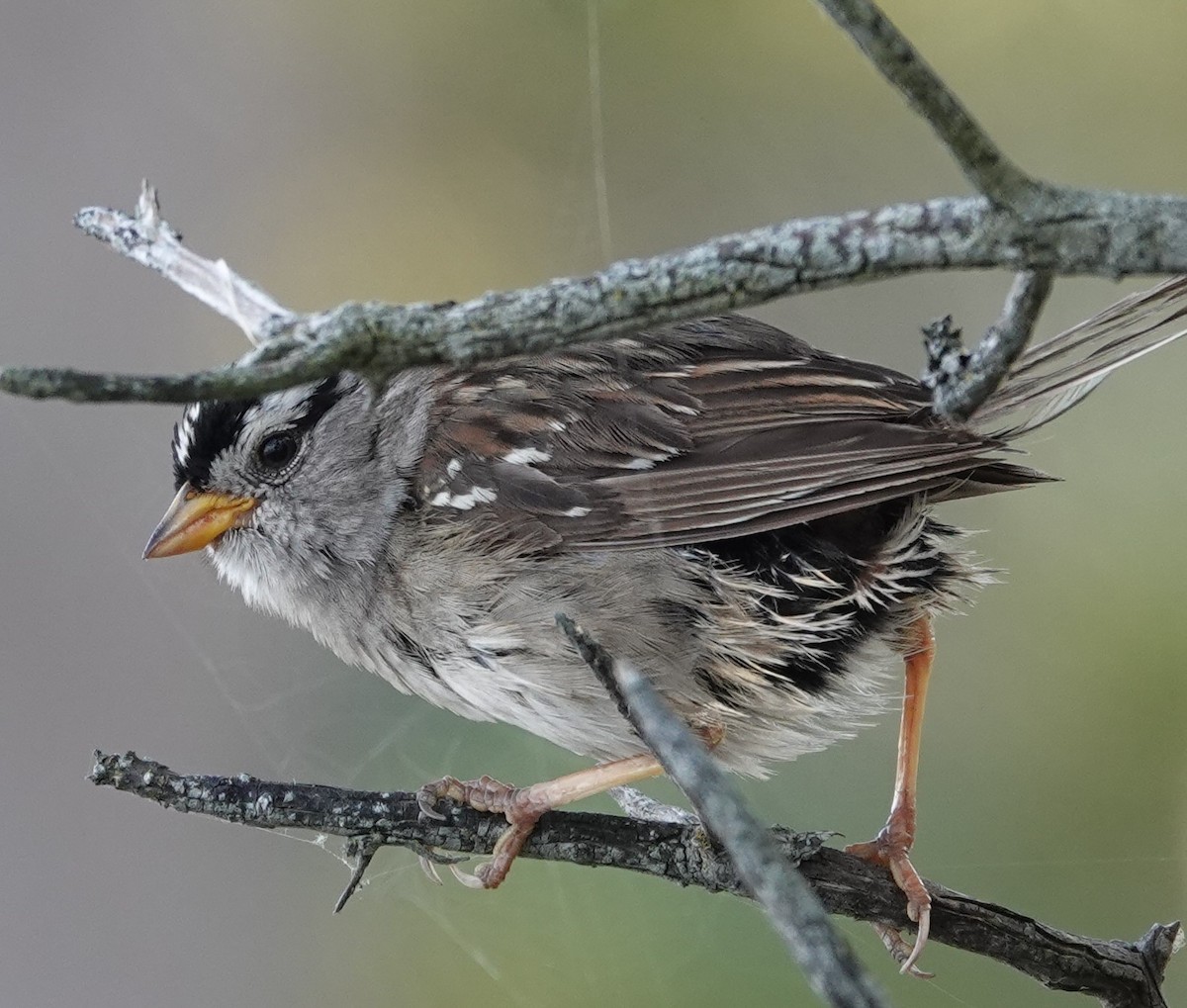 White-crowned Sparrow - ML621863806